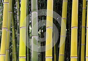 Bamboo forest in yellow green color