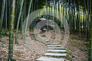 Bamboo forest in Yixing