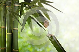 Bamboo fountain of zen