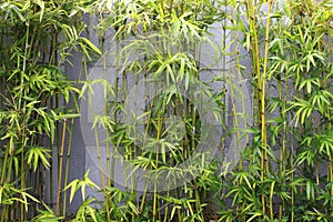 Bamboo garden