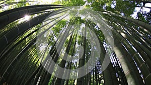 Bamboo garden grove