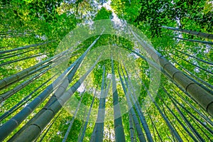 Bamboo garden grove