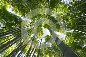 The bamboo garden at Hokoku-ji in Kamakura, Japan