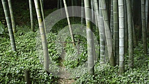 Bamboo Garden in Kamakura