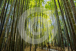 Bamboo Garden in Kamakura Japan