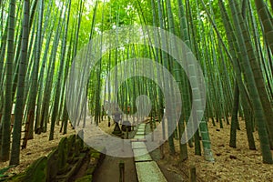 Bamboo Garden in Kamakura Japan