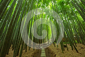 Bamboo Garden in Kamakura Japan