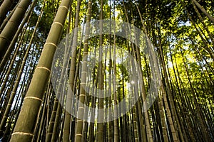 Bamboo Garden in Kamakura Japan