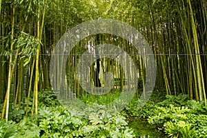 Bamboo At Garden Of Nympha photo