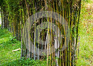 Bamboo garden in public park, Bangkok, Thailand