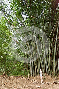 Bamboo giants, Peradeniya, Sri Lanka
