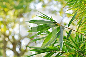 Bamboo, GRAMINEAE or POACEAE or Bambusa arundinacea Willd or Thorn Bamboo or Spiny Bamboo or Bambusa vulgaris schrad or Feathery