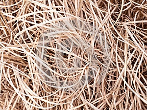 Bamboo grass dries up background pattern