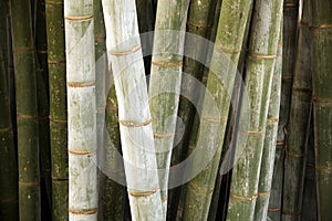 Bamboo Grass Garden Nature Background
