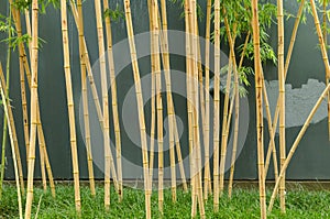 Bamboo and gray wall background