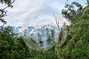 Bamboo green canopy in high-altitude jungles at Peruvian Andes with cloud-covered mountains, Peru