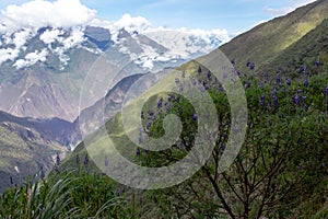 Bamboo green canopy in high-altitude jungles at Peruvian Andes with cloud-covered mountains, Peru photo