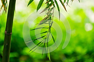 Bamboo green leaf soft blurred