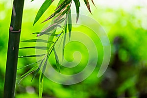 Bamboo green leaf soft blurred