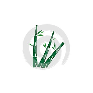 Bamboo with green leaf