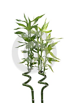 Bamboo green leaves isolated on white background leaf plant stem tree branch grass stick border design frame growth spa sprout