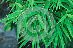 Bamboo green leaves natural background japanese environment chin
