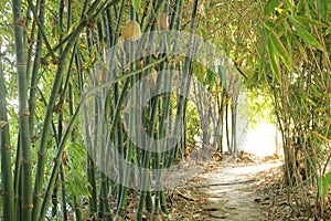 bamboo greenleaf forest tree