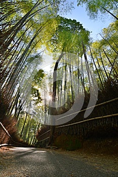 Bamboo groove in Sagano. Arashiyama. Kyoto. Japan