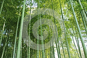 Bamboo grove