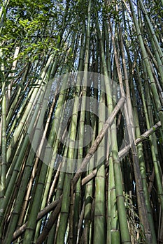 Bamboo grove