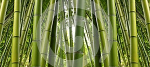 Bamboo Grove