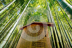 Bamboo Grove in Adashino Nenbutsu-ji Temple, Tokyo