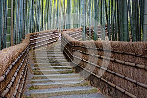 Bamboo Grove at Adashino Nenbutsuji Temple in Kyoto, Japan