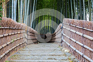 Bamboo Grove at Adashino Nenbutsuji Temple in Kyoto, Japan