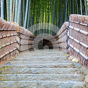 Bamboo Grove at Adashino Nenbutsuji Temple in Kyoto, Japan