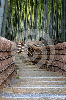 Bamboo Grove at Adashino Nenbutsuji Temple in Kyoto, Japan