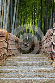 Bamboo Grove at Adashino Nenbutsuji Temple in Kyoto, Japan