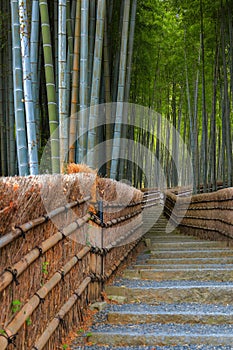 Bamboo Grove at Adashino Nenbutsuji Temple in Kyoto, Japan