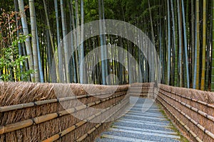 Bamboo Grove at Adashino Nenbutsuji Temple in Kyoto, Japan