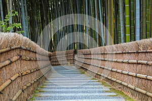 Bamboo Grove at Adashino Nenbutsuji Temple in Kyoto, Japan