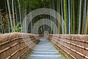 Bamboo Grove at Adashino Nenbutsuji Temple in Kyoto, Japan