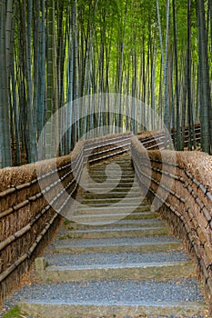 Bamboo Grove at Adashino Nenbutsuji Temple in Kyoto, Japan