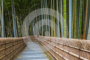 Bamboo Grove at Adashino Nenbutsuji Temple in Kyoto, Japan