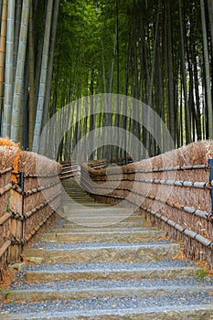 Bamboo Grove at Adashino Nenbutsuji Temple in Kyoto, Japan