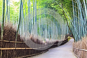 The Bamboo Grove in Arashiyama