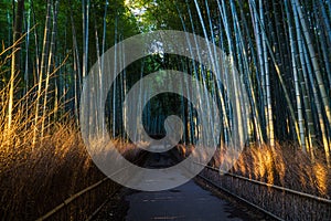 Bamboo grove of Arashiyama