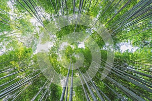 Bamboo grove at Arashiyama bamboo forest in Kyoto, Japan