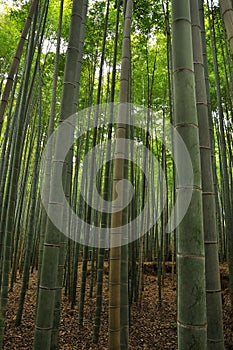 Bamboo grove arashiyama, Japan