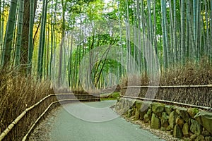 Bamboo Grove at Arashiyama in Kyoto