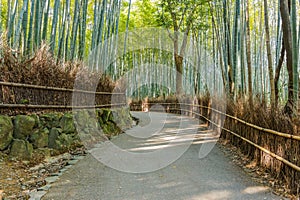 Bamboo Grove at Arashiyama in Kyoto